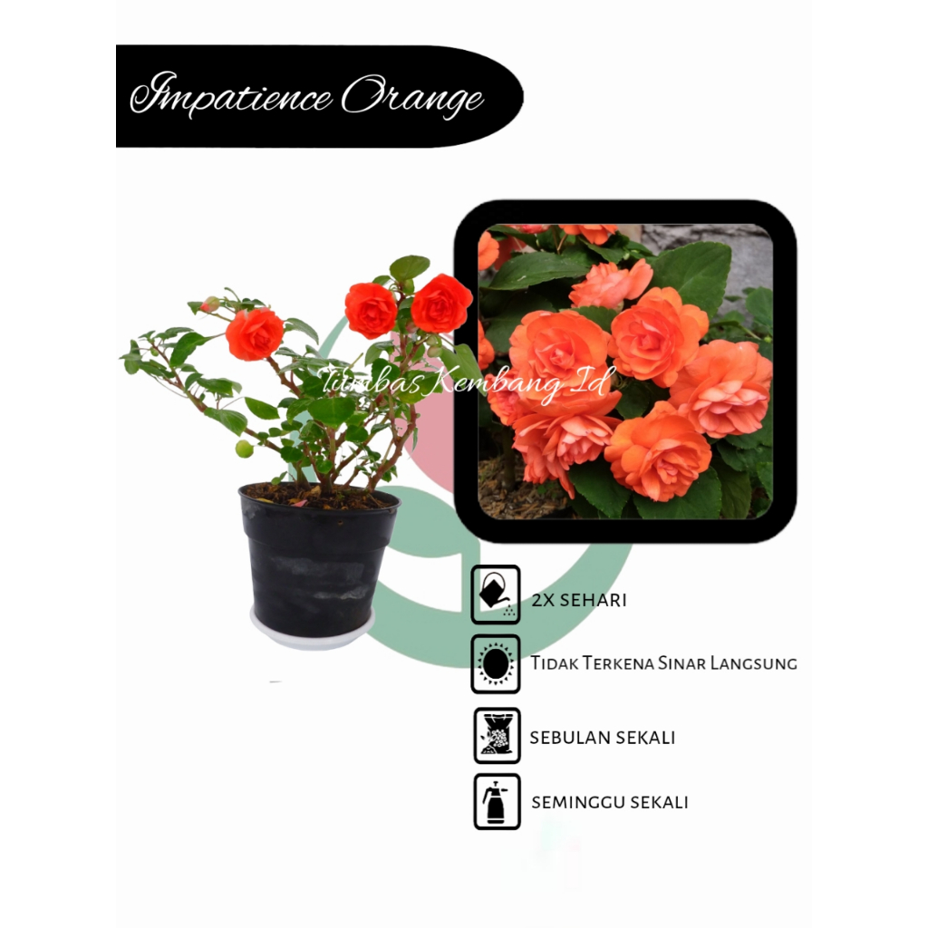 Bibit Tanaman Hias Bunga Impatiens Orange - Bunga Mawar Orange/Pacar Air Tumpuk - Mudah Perawatan Be