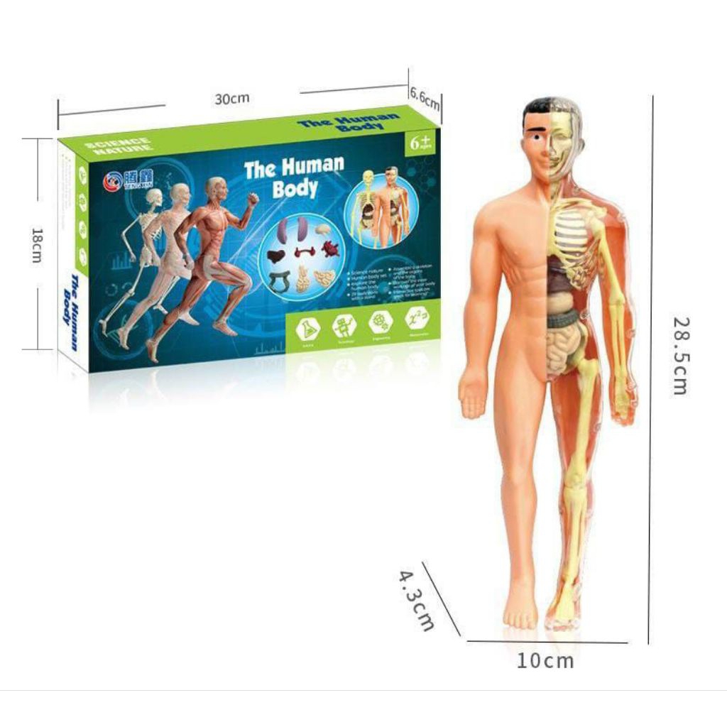Human Body Anatomi Model Belajar Anatomi Tubuh Manusia