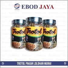 trotol EBOD pakan lolohan murai batu