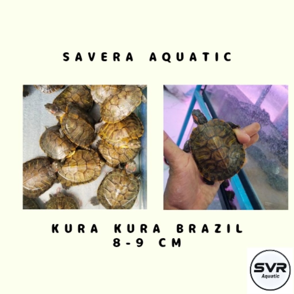 KURA KURA BRAZILIAN UKURAN 8-9 CM