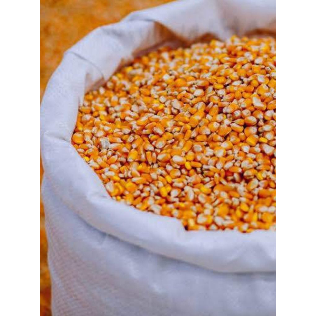 Jagung Pipil Kering Kualitas Unggulan Produk Lokal