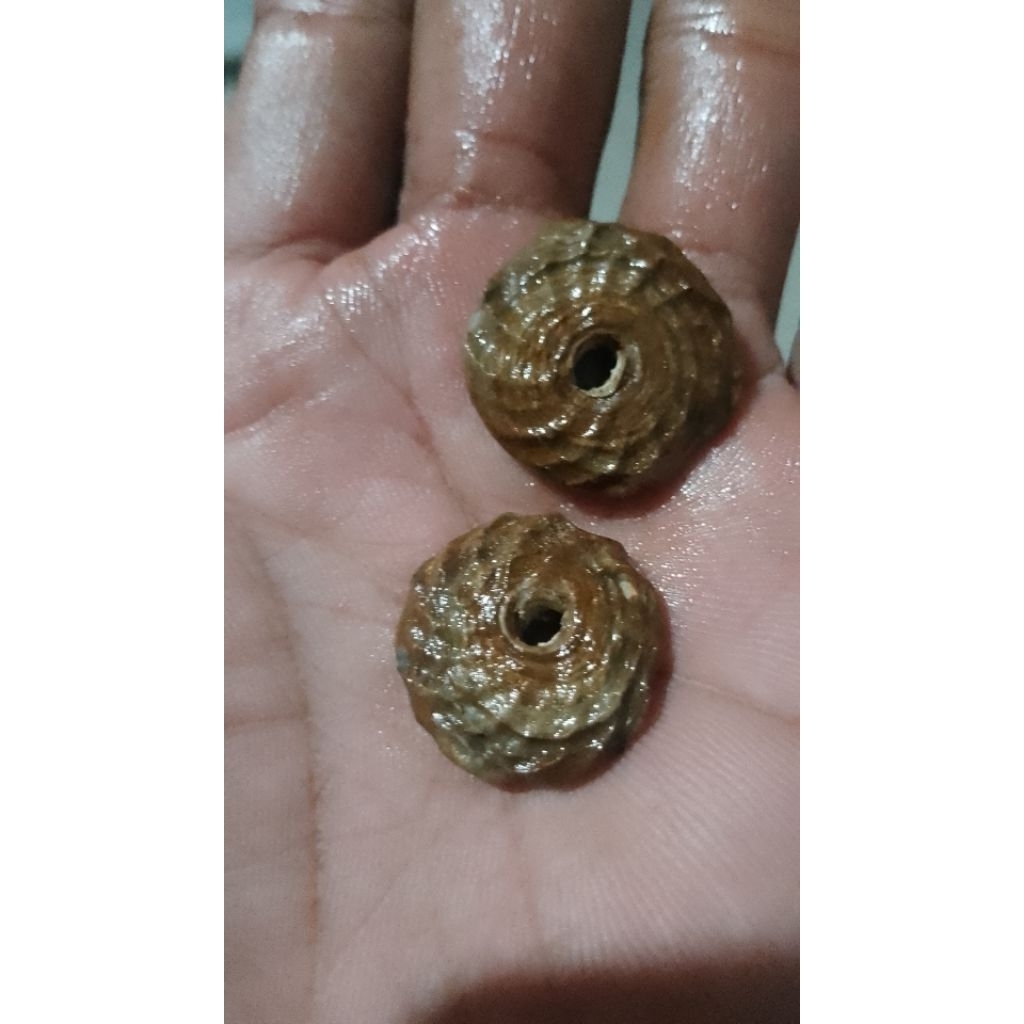 mustika rantai bagus unik temuan hutan