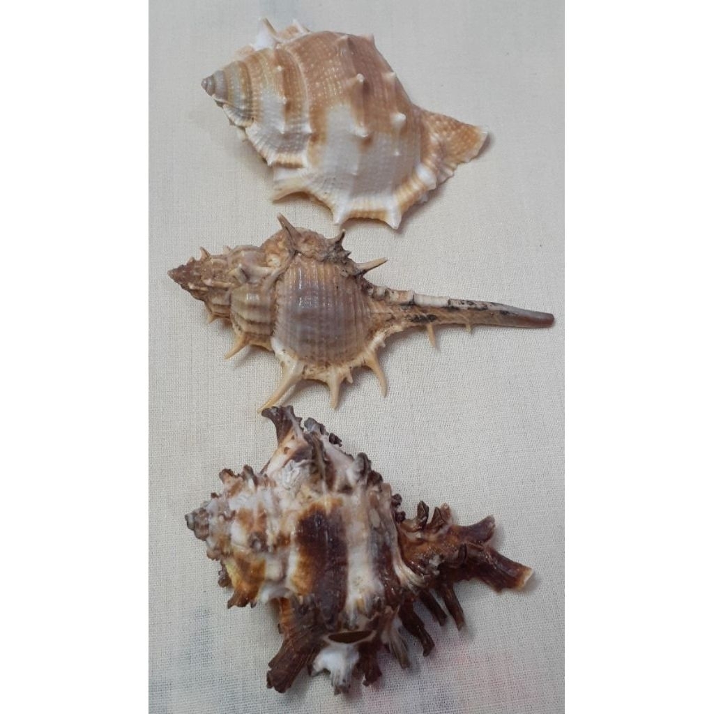 cangkang kerang untuk kerajinan tangan kreasi