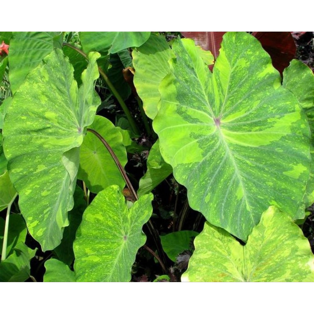 colocasia lemon lime gecko