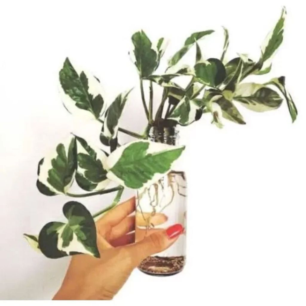 Tanaman hias sirih gading njoy varigata - pohon Srigading njoy segar