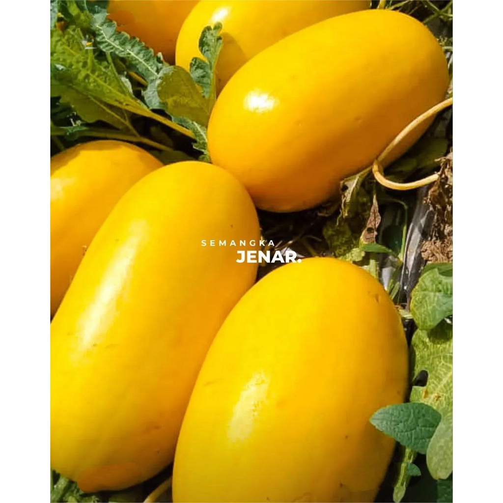 BENIH SEMANGKA JENAR 50 biji
