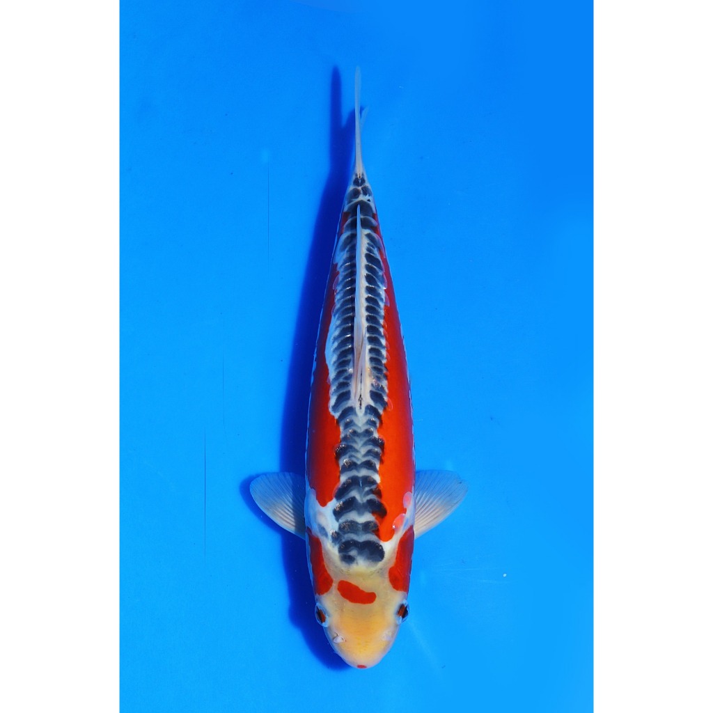 TKC Koi Import Shusui Kawakami Koi Farm Size 31 cm - Tropikal Koi