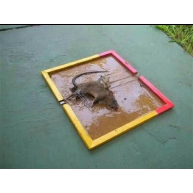 papan lem tikus perangkap tikus papan jebakan