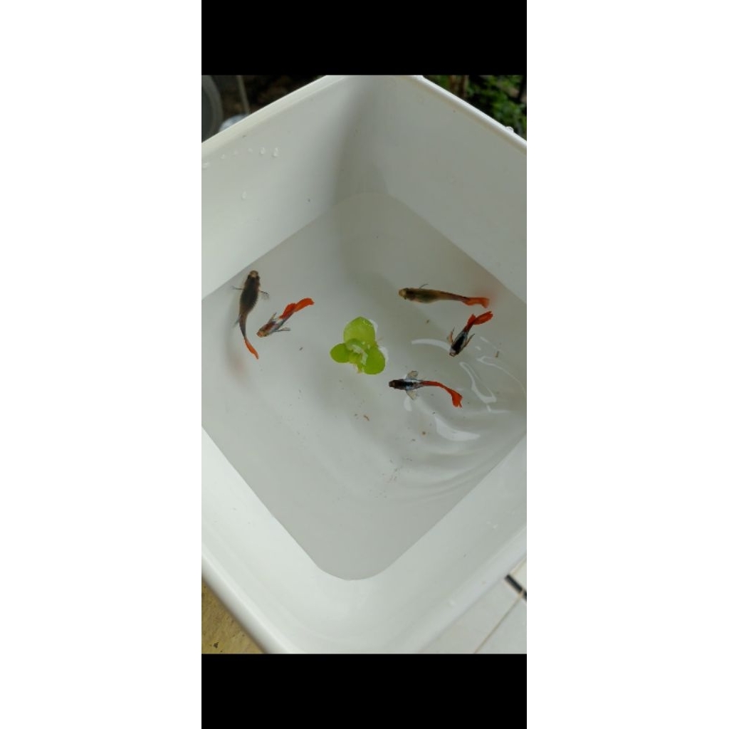 Ikan Guppy Cendolan (1 paket isi 30)