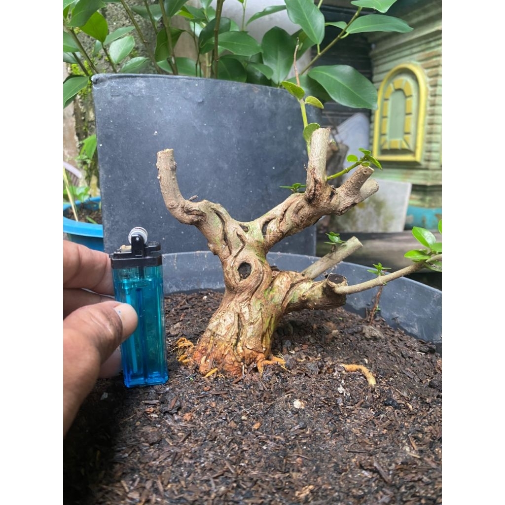 bonsai bahan sancang prokaran sesuai difoto