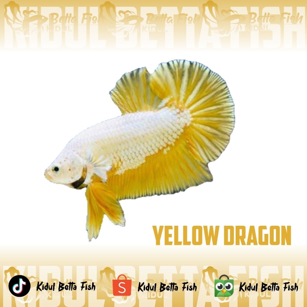 Cupang Jantan Yellow Dragon Top Grade, Kualitas Terbaik untuk Anda