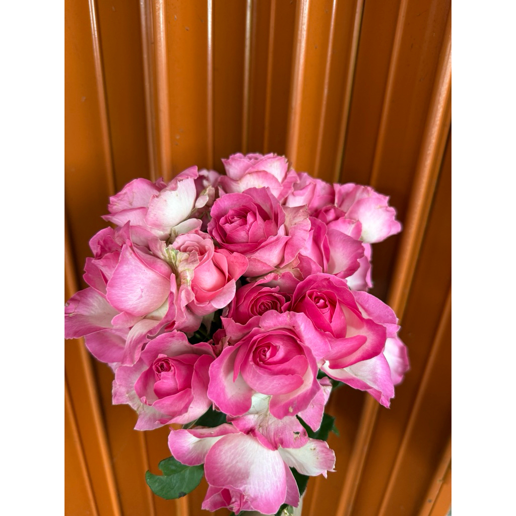 Bunga Mawar Potong Segar Warna Pink Candy