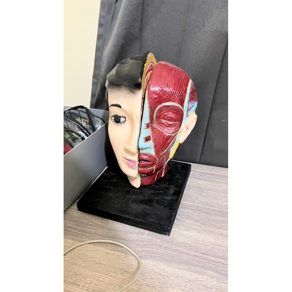[PRELOVED] Manekin kedokteran - kepala potongan vertikal