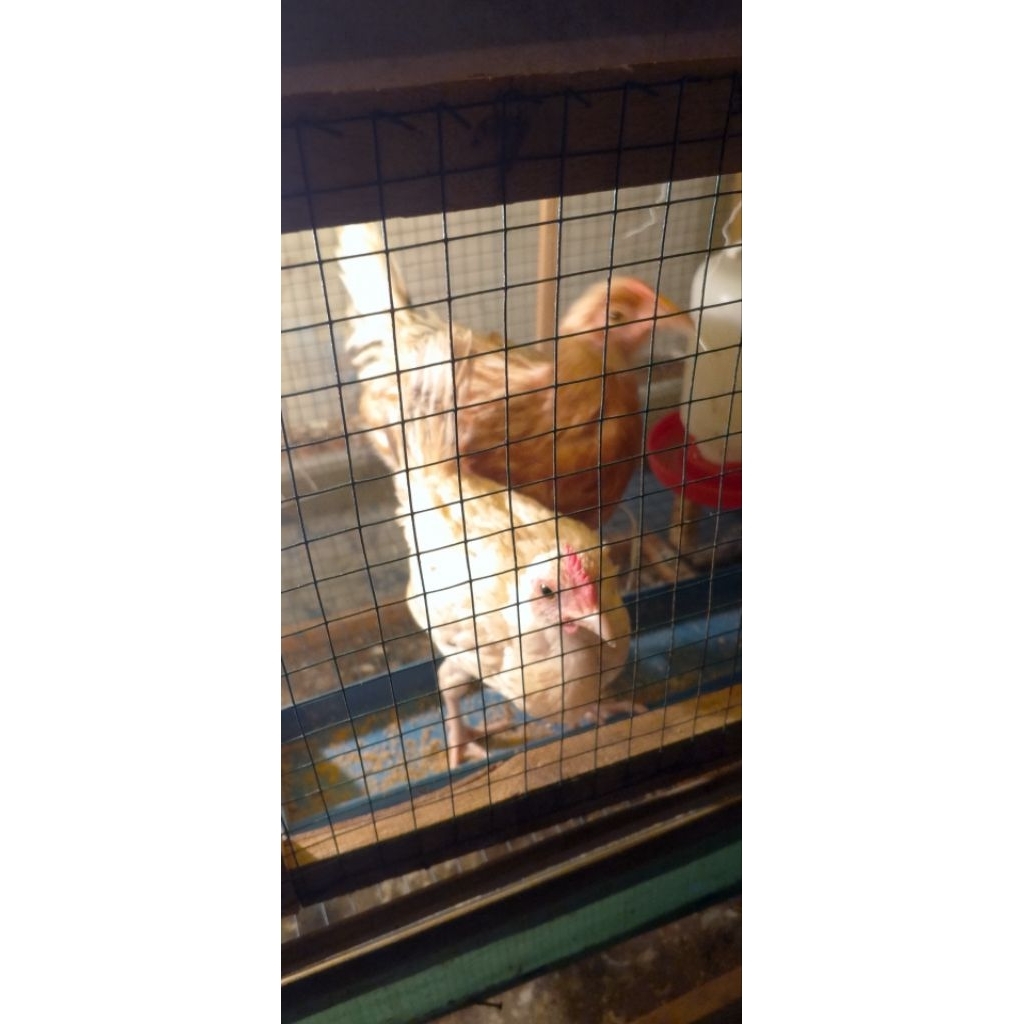 Ayam Elba petelur sepasang umur 3 bulan Kualitas Super umur