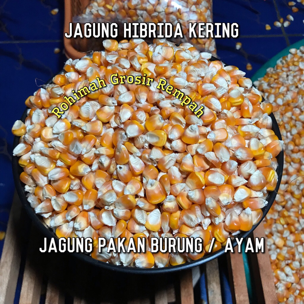 JAGUNG KERING PAKAN BURUNG / JAGUNG HIBRIDA PAKAN TERNAK