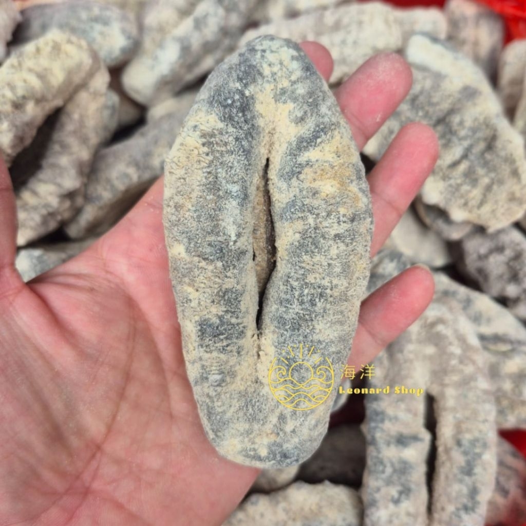 HAISOM SUSU TUBOSOM PUTIH SUPER KERING ( 1 KILO JADI 4-5 KG) BERKUALITAS BESAR TEBAL DAN KENYAL COCO