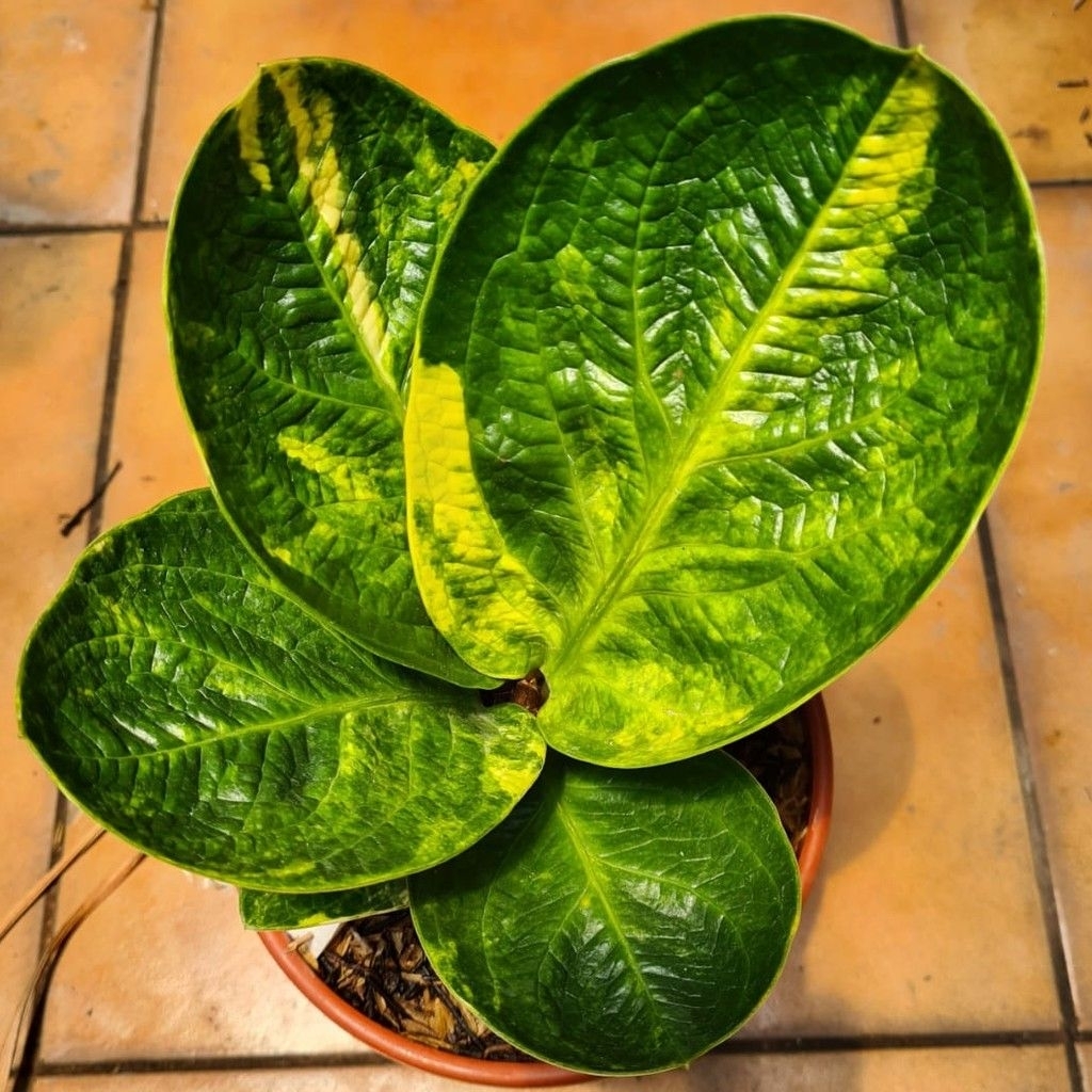 Tanaman Hias Anthurium Jemani Mangkok Remaja, Cocok untuk Dekorasi Rumah