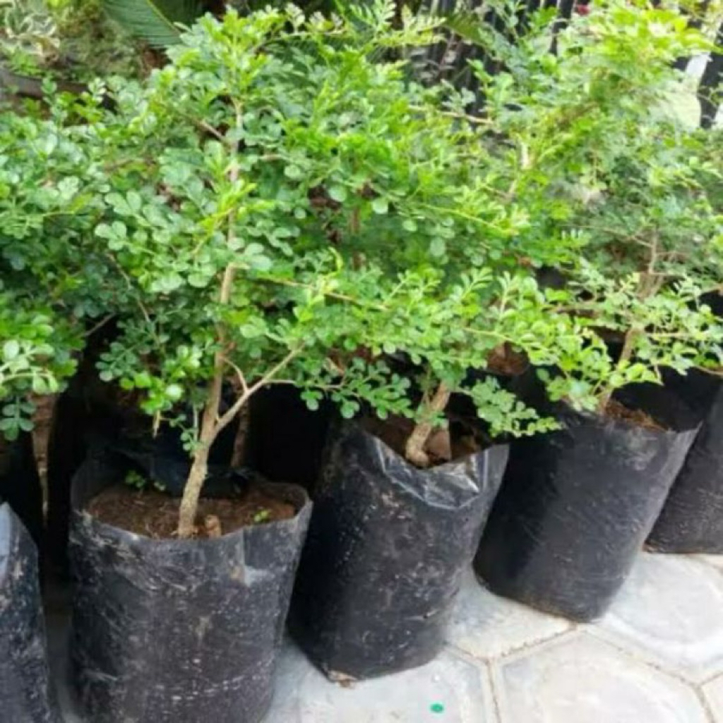 bonsai bahan kawista