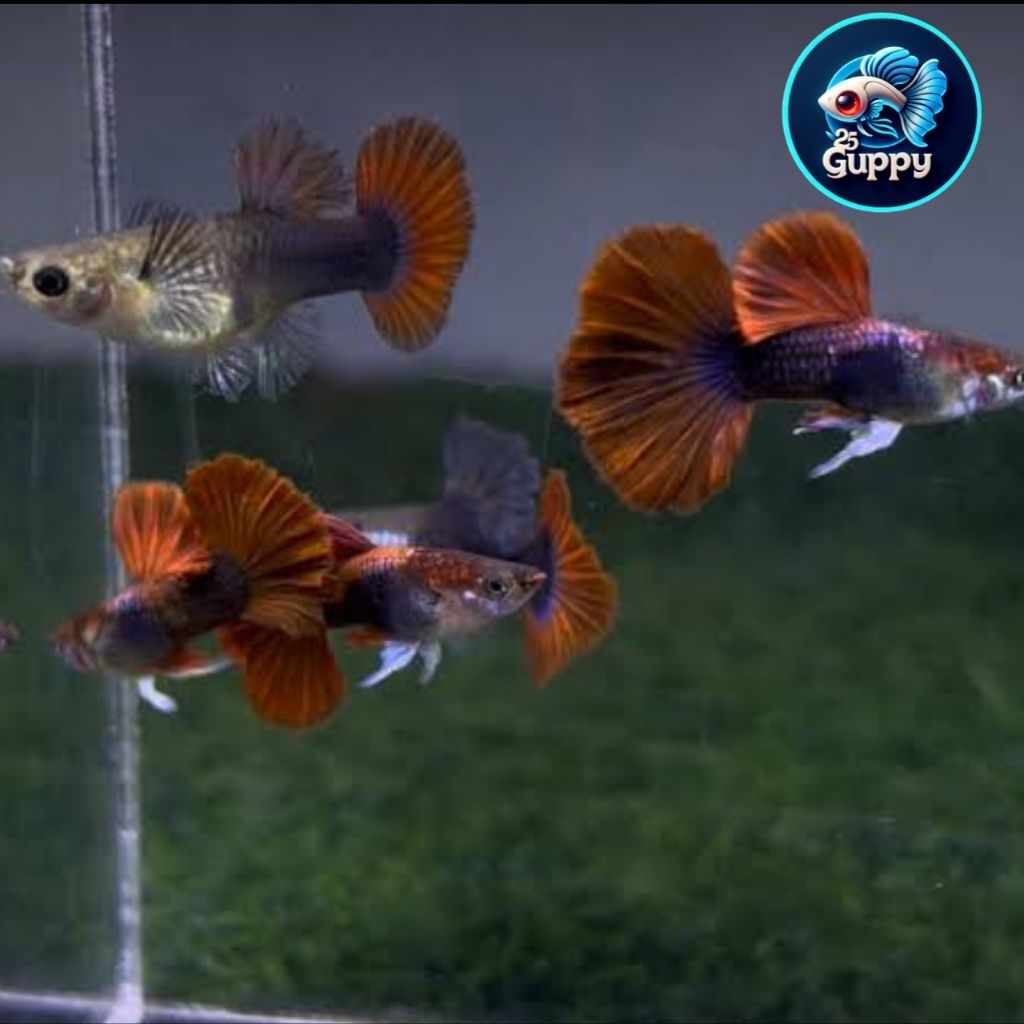 Pembersih Kaca HB RED ROSETAIL