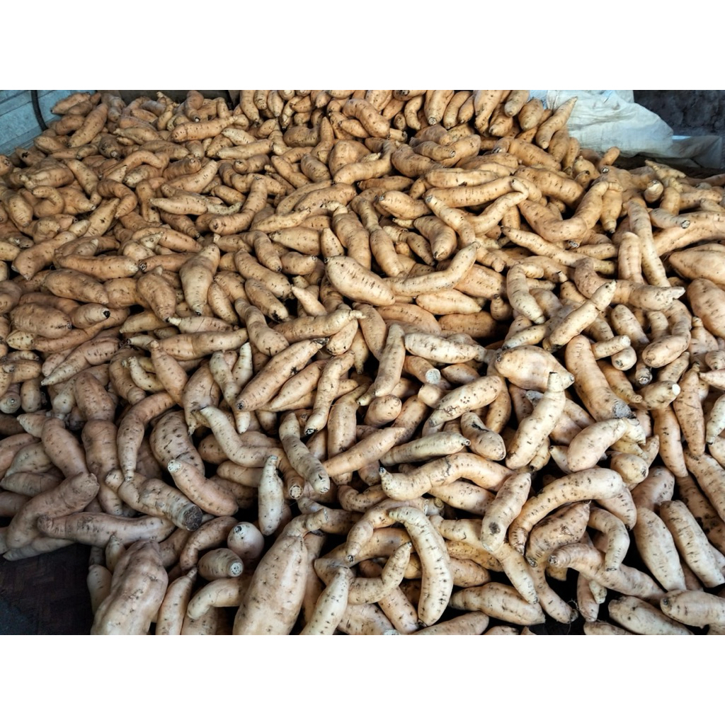 Ubi Cilembu Asli Sumedang Manis Madu | Ubi Ungu Kuning Segar (Pilihan Kg)