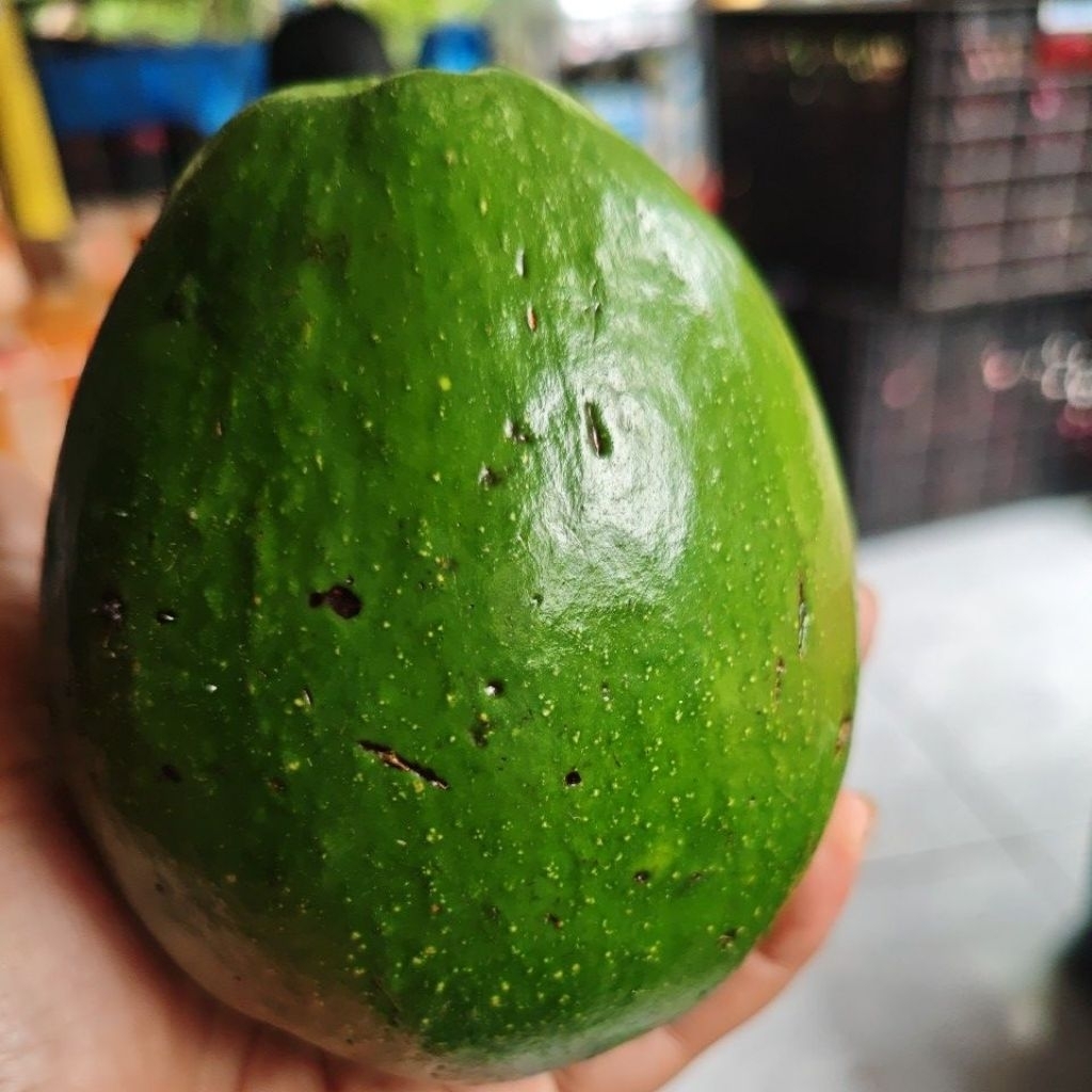 alpukat miki -+ 1 kg isi 2