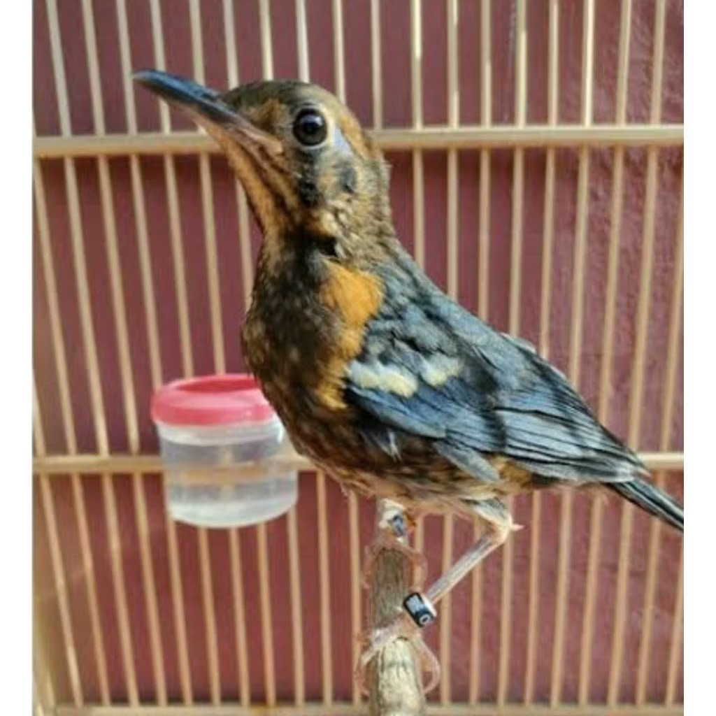 Anis Merah Anak Jaminan Jantan (Bergaransi) Ring