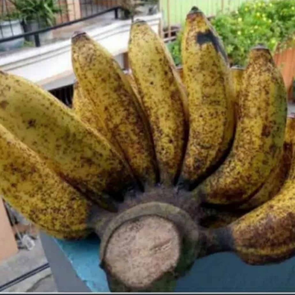 Pisang Raja Sereh