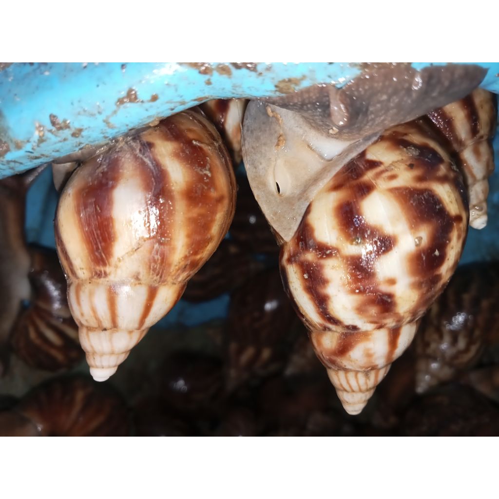 bekicot hidup fress harga /2kg