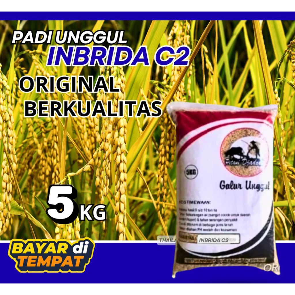 Benih Padi Unggul 5kg - hibrida .