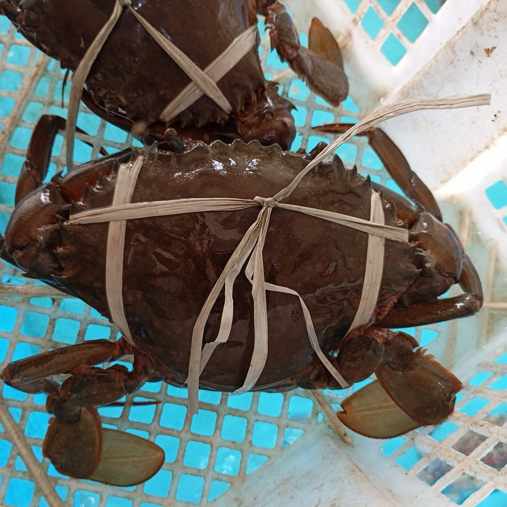 Kepiting Bakau Hidup Live Seafood