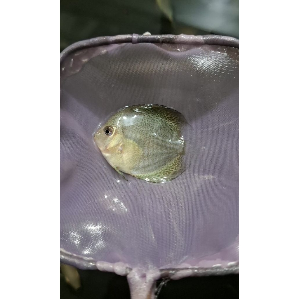 Ikan Discus 3cm Sehat Warna Cerah Premium