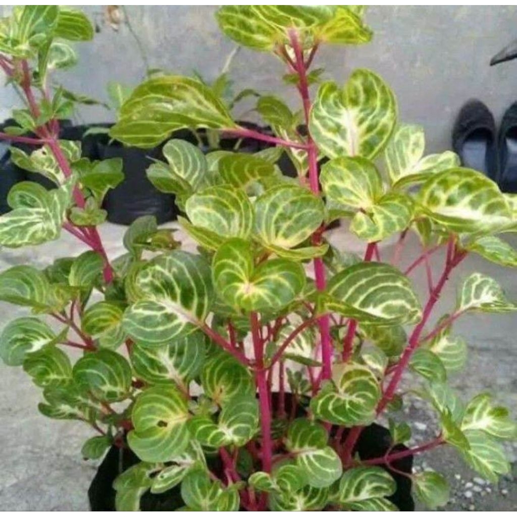 Krokot bayam batang merah