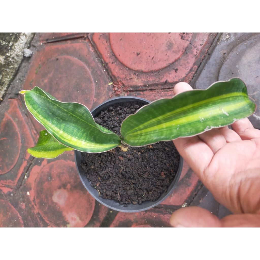 TANAMAN HIAS SANSEVIERIA MALAWI MIDNIGHT VARIGATA