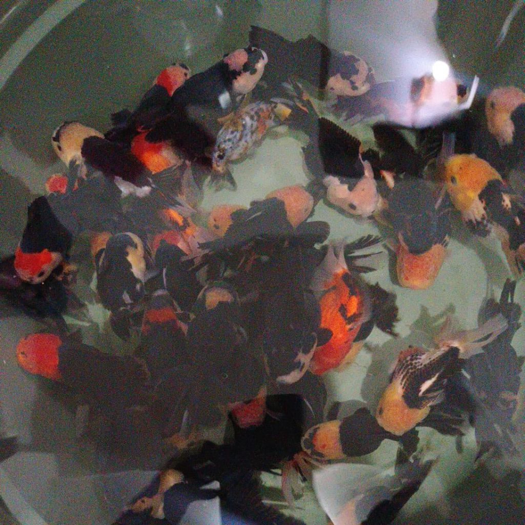 KOKI PANDA 3COLOUR/KOKI BLACK PANDA JUMBO PER EKOR