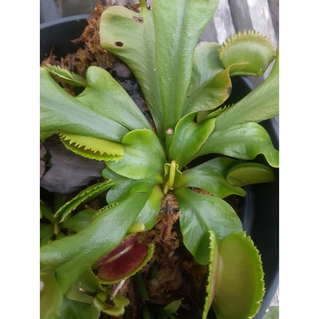Venus Fly Trap Sawtooth