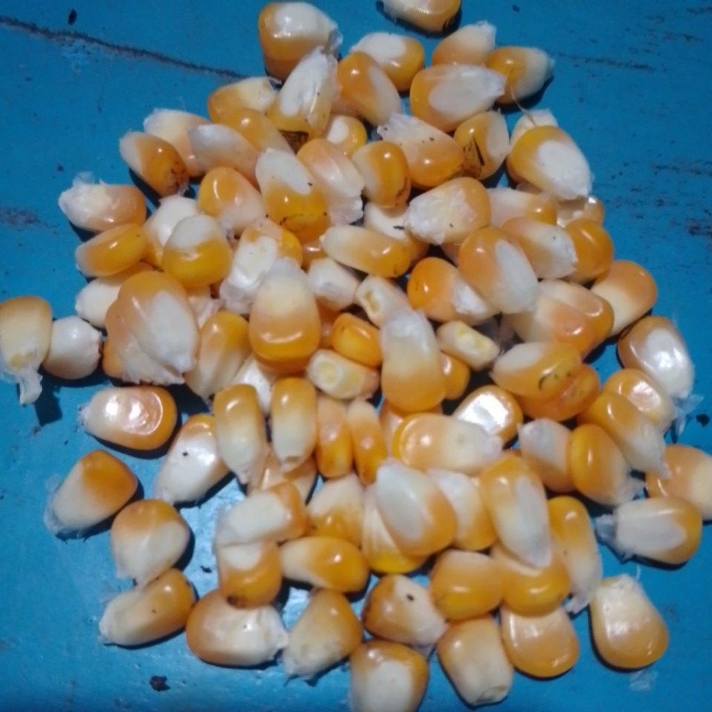 1 kg jagung pipil kering bersih dan berkualitas super