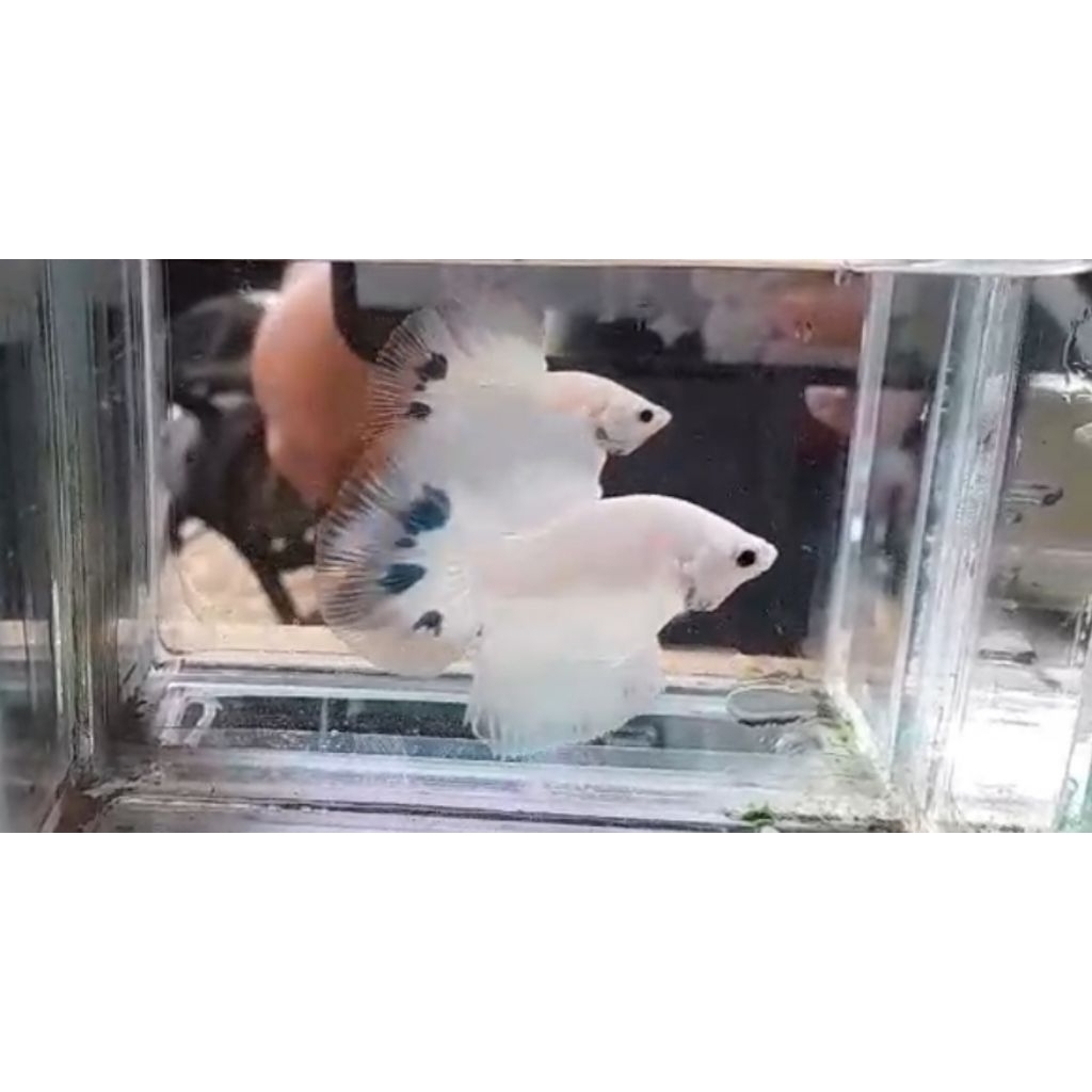 Cupang HalfMoon BlueRim Clean/Panda/Bocor dikit