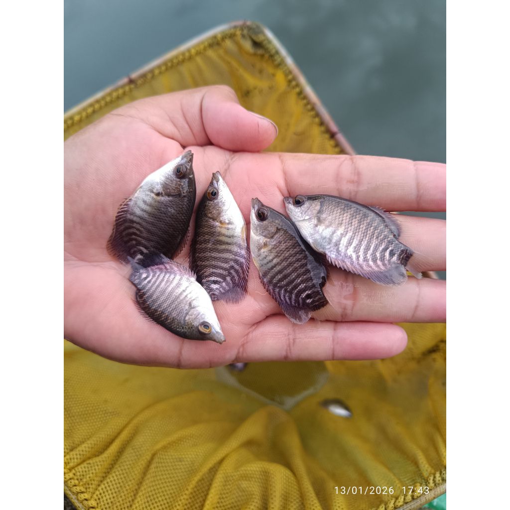 paket 50 ekor bibit ikan gurami soang silet panen cepat