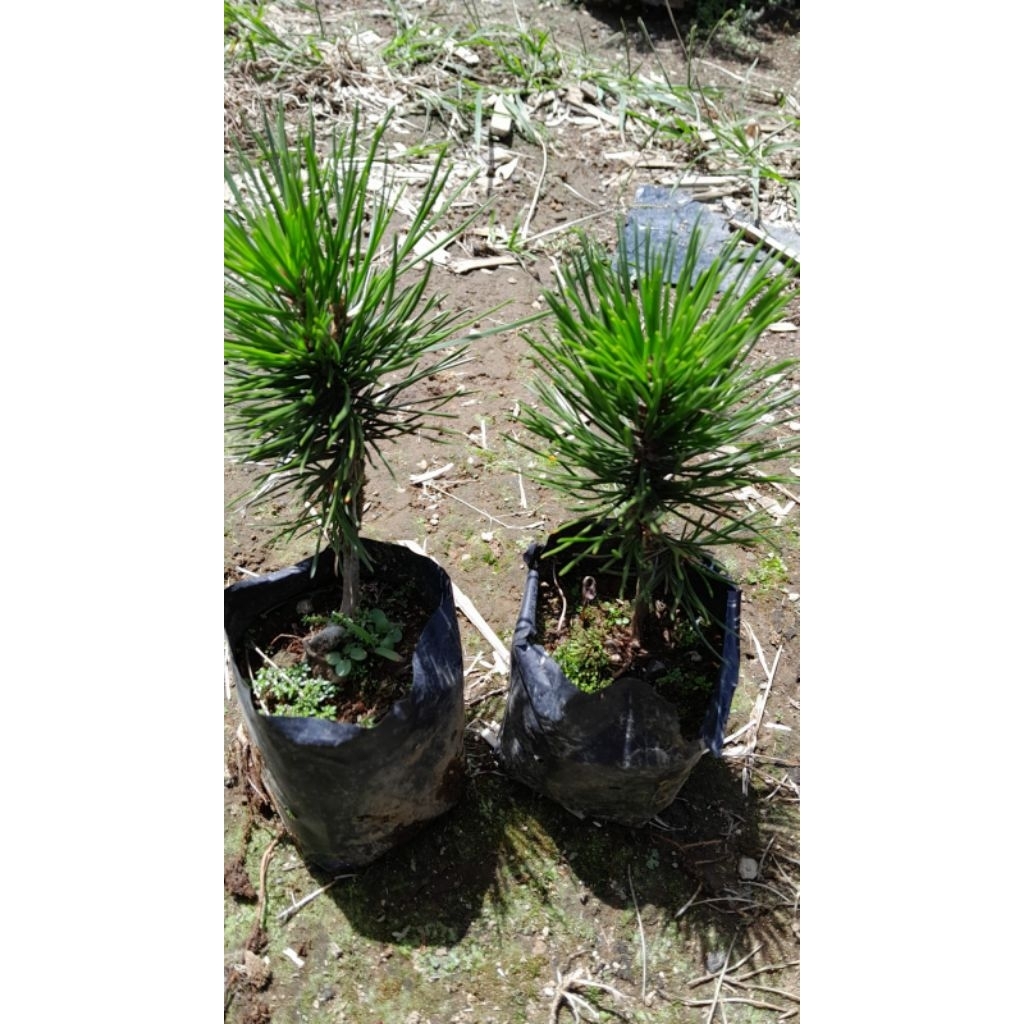 Japanese Black Pine Mikawa