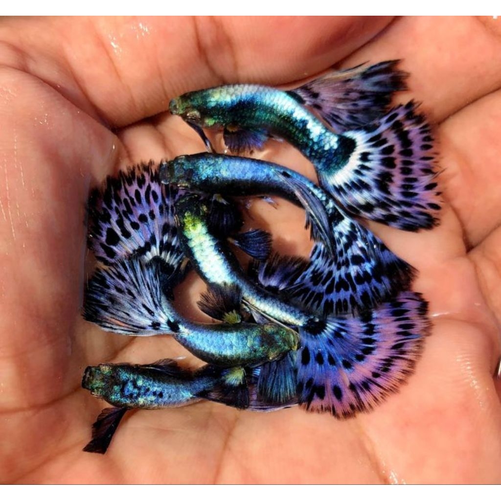 gupy blue dragon sepasang size M