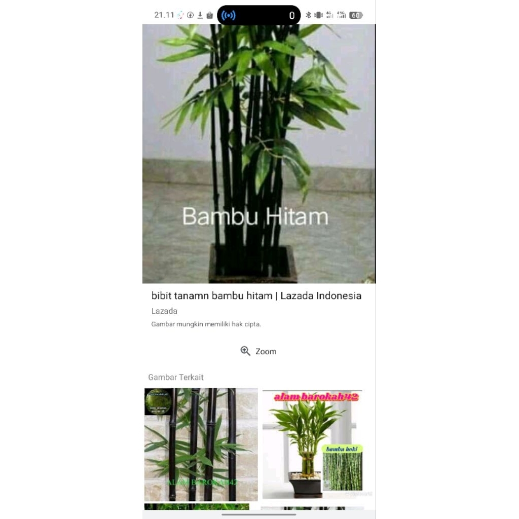 benih.bambu.hitam.10.biji