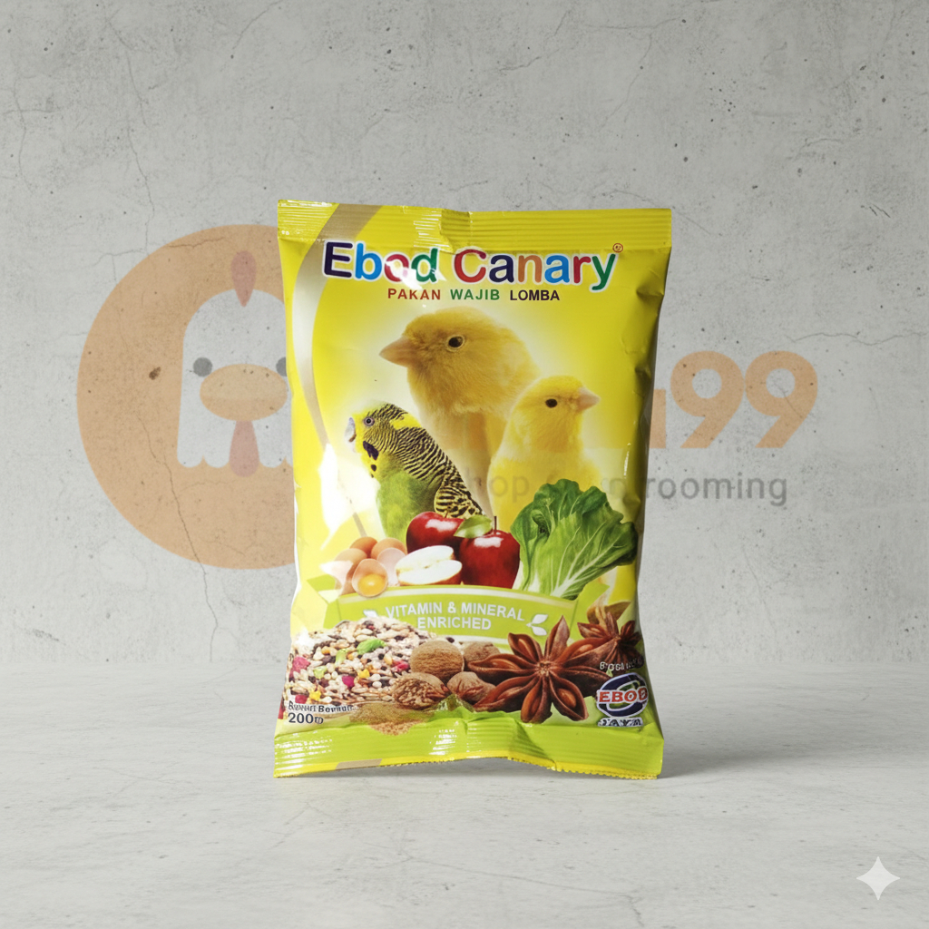 EBOD KENARI / EBOD CANARY