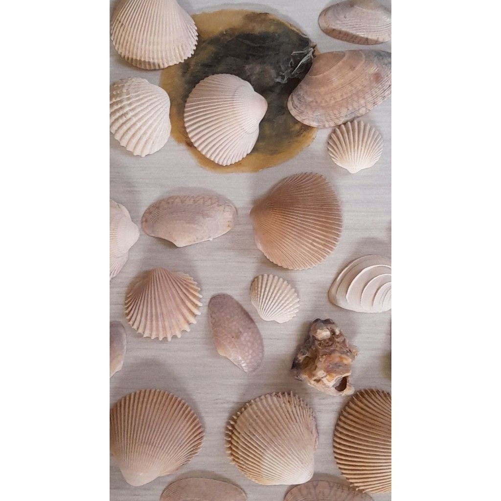 Cangkang Kerang/ Kerang (asli pantai)