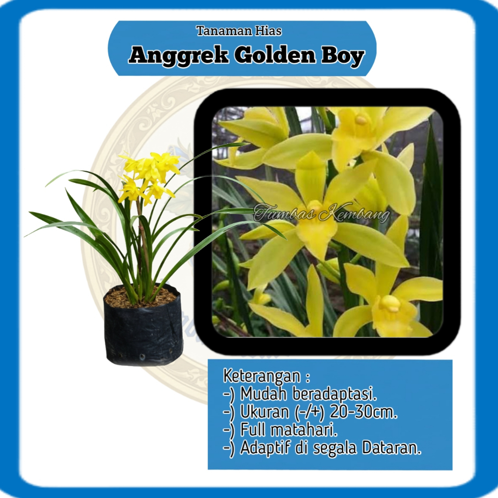 Tanaman Hias Bibit Bunga ANGGREK CYMBIDIUM GOLDEN BOY - Kondisi Spike / Berbunga - Anggrek Tanah Cym