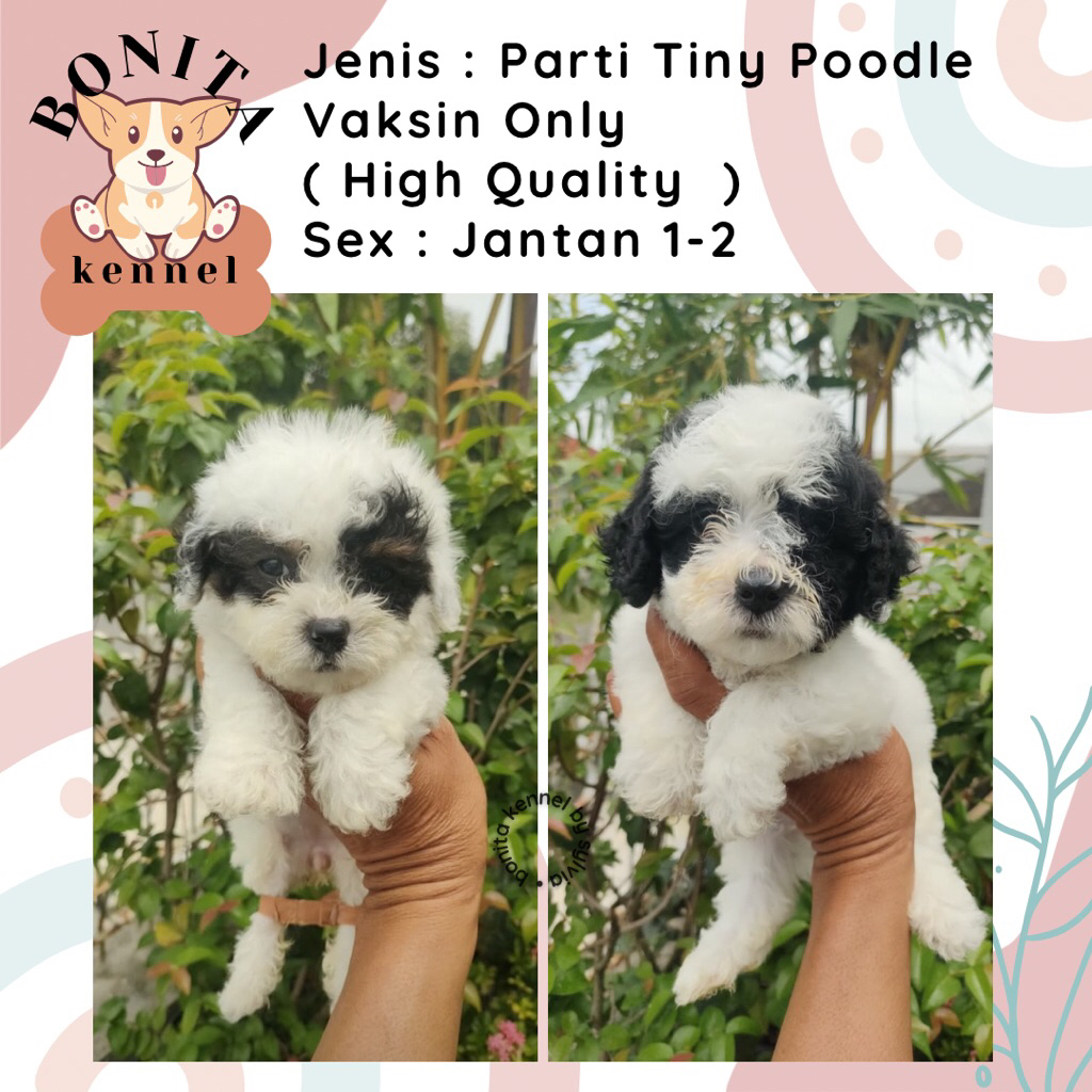 Parti Toy Tiny Poodle Non Stambum Anak Anjing Poodle Abu Jantan Betina