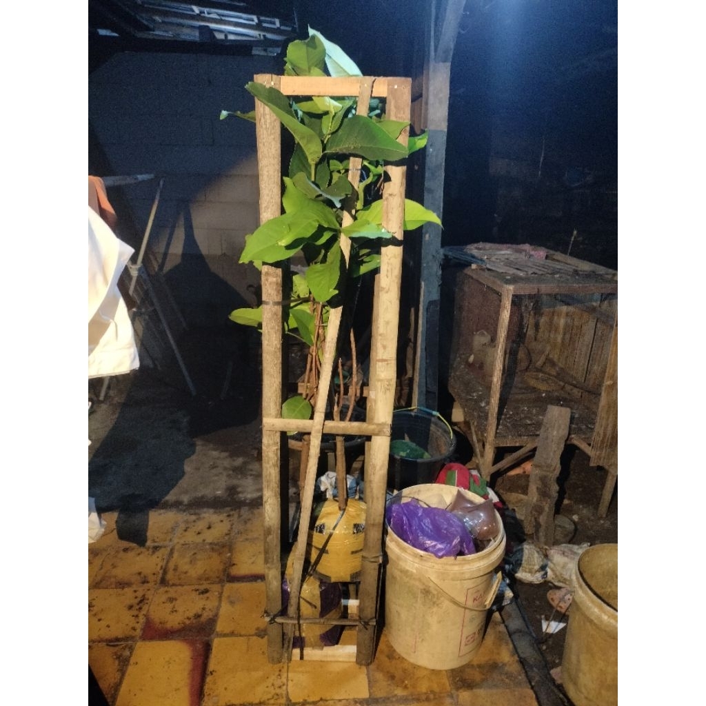 kiojok hasil cangkok