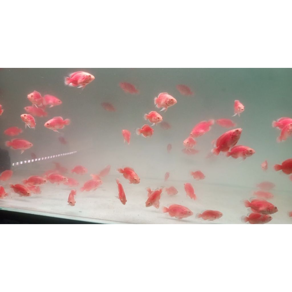 Ikan Hias Oscar Red Chili Paris