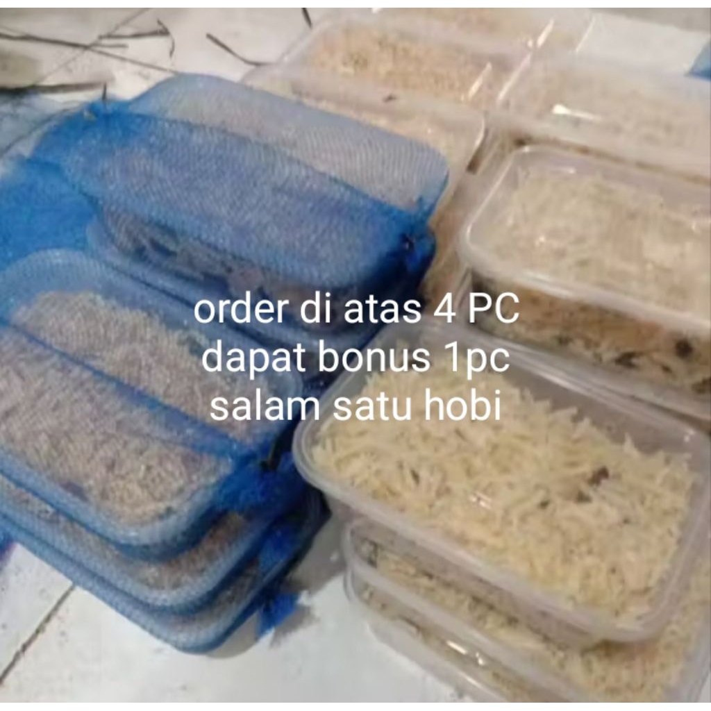 keterlak , kecoa batu, menje, kecoa tanah umpan lele dan bawal