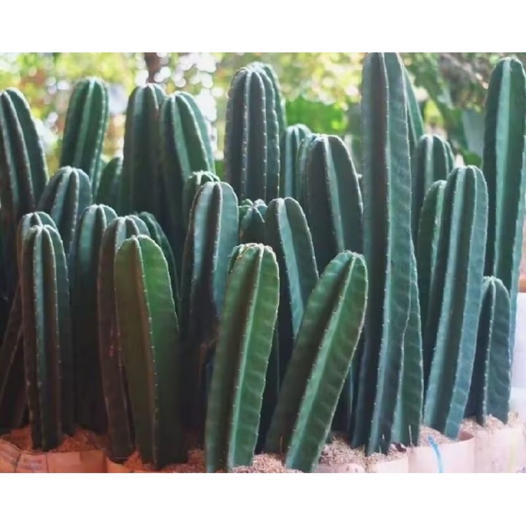 Tanaman kaktus koboi tanpa duri - kaktus tanpa duri