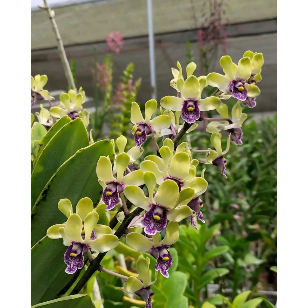 Dendrobium violaceoflavens/anggrek besi